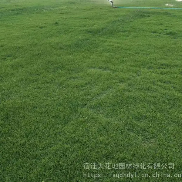 今年 沙培草坪 四季青 马尼拉 果岭草 基地现挖现卖 足方