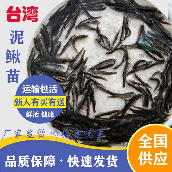 佛山育苗基地供应 台湾泥鳅苗供应 杂交泥鳅苗高产养殖