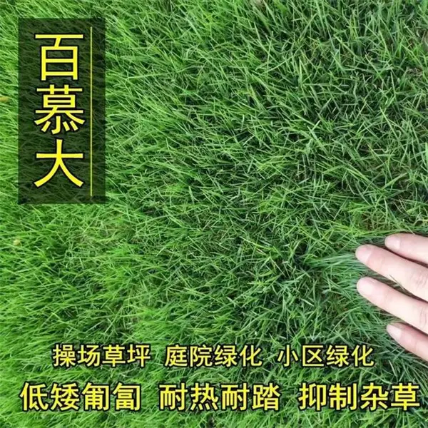 保定常青草种草籽公司地址批发抗寒草种草种籽