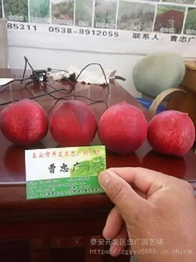 ��ѩ����۸���������������6�³�������Ʒ��
