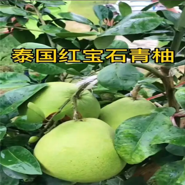 正宗的泰国红宝石青柚苗多少钱一株