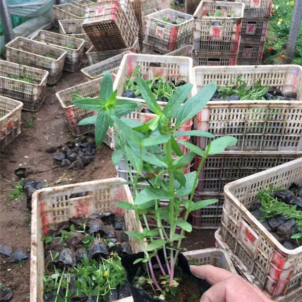 河南千屈菜 道路草花 千屈菜价格