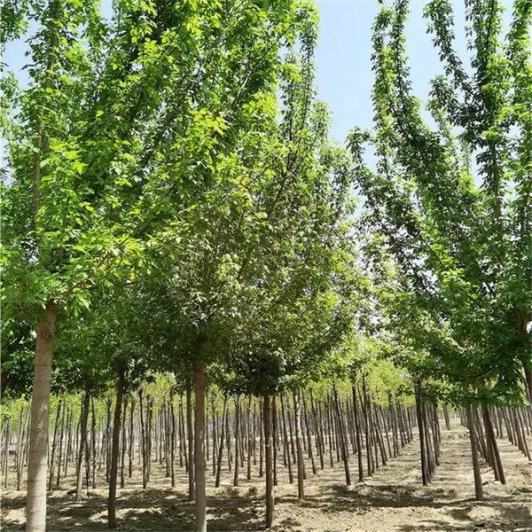 复叶槭基地-金叶复叶槭-城市绿化-现挖现卖