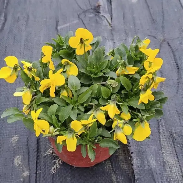 成都三色堇基地，三色堇年宵花，三色堇节日花卉