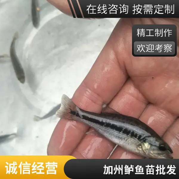 山东日照鲈鱼苗 鲟鱼苗 网箱养殖苗 适应性强 规格齐全