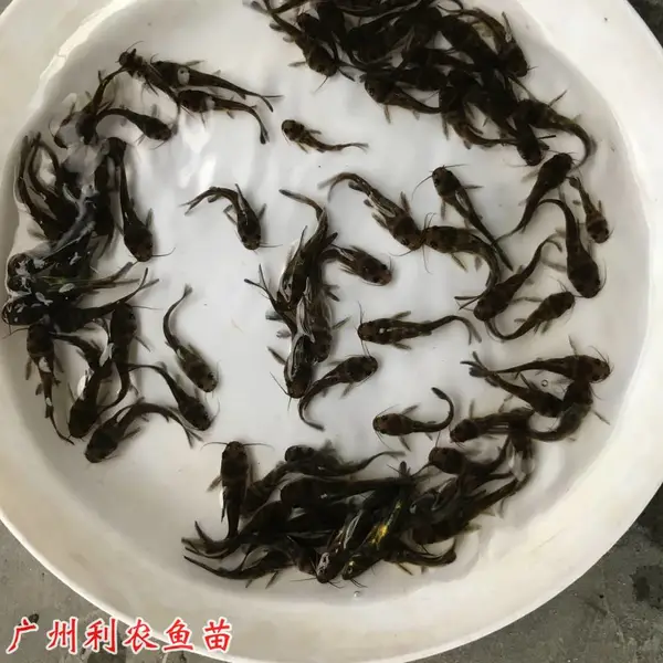 淡水养殖种苗 黄骨鱼苗批发 养殖周期短 2023年新苗