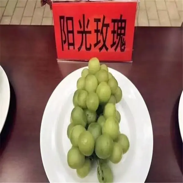 适合大棚采摘的葡萄品种 阳光玫瑰葡萄苗 管理容易售价高