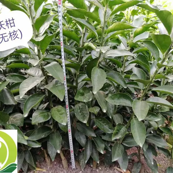 出售沃柑柑橘苗,桔苗无核沃柑