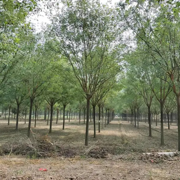 陕西大型国槐供应 高杆国槐批发基地 西安国槐种植苗圃