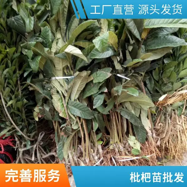 基地出售枇杷小苗 果大味甜品质好 货源充足 苗树盆栽地栽果树