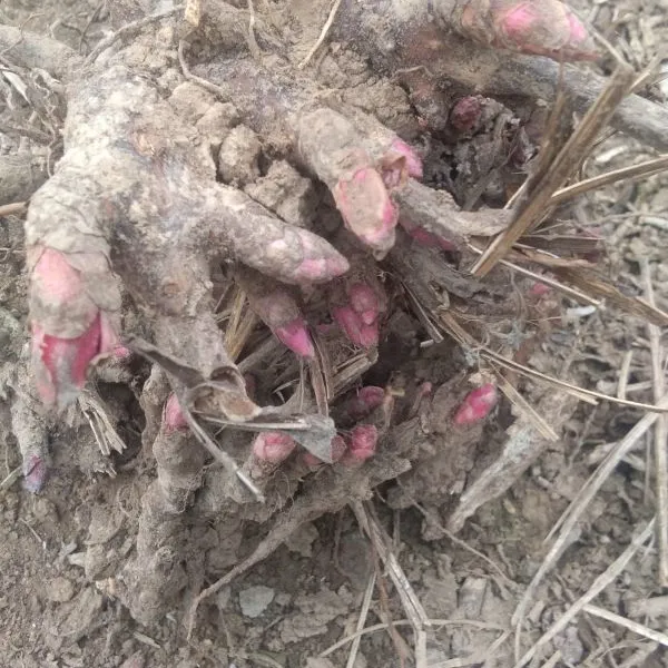 白芍芽的种植方法技术 种植后的管理 白芍芽头行情