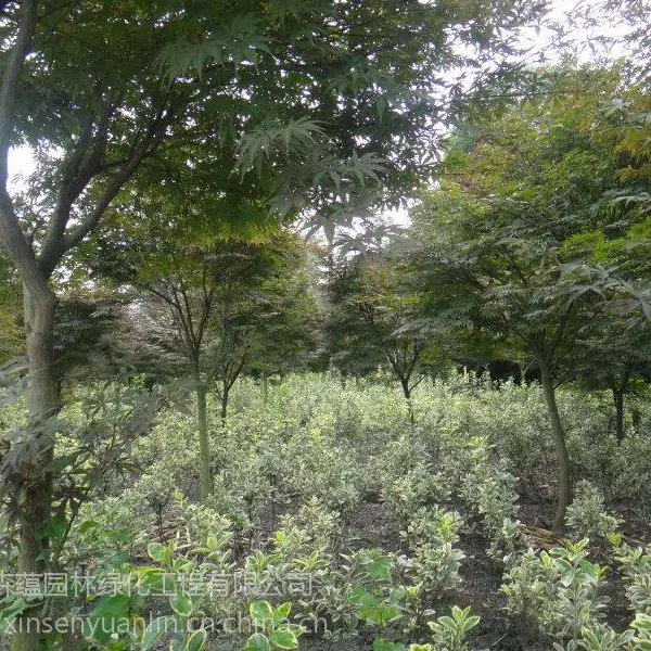红枫基地 红枫树形优美 各种规格都有 上市