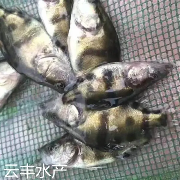 适应性强桂花鱼苗 培育场现售淡水鳜鱼苗 金桂鱼苗报价