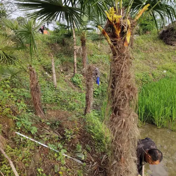 棕榈树苗别墅庭院绿化苗木陕西棕扇子树招财树四季常青棕树苗