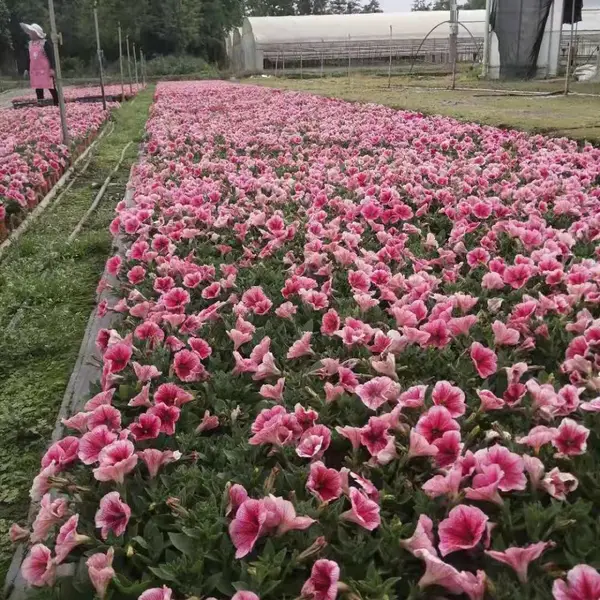 ʱ��ݻ���ǣţ˫ɫ���ֻ���Ӧ����ǣţ����������