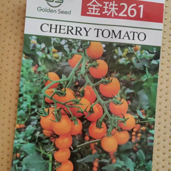 金珠261樱桃番茄种子,果黄色,口感较软,口味甜酸,汁水多