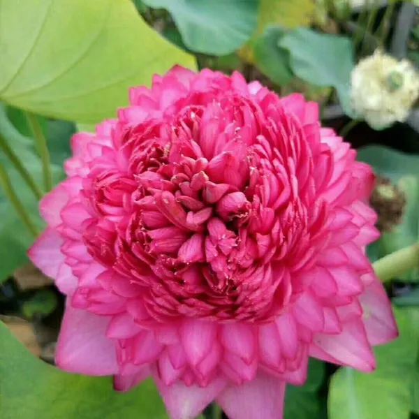 西藏精品睡莲种苗 优质睡莲 拉萨市耐寒荷花苗芦苇苗