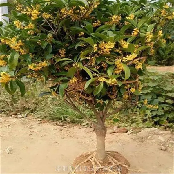 桂花树便宜 江苏沭阳桂花树公道 买了不后悔