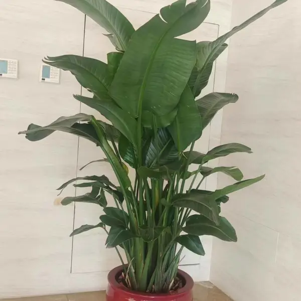 北京鲜花花束速递 北京花卉鲜花租摆 北京花卉绿植批发