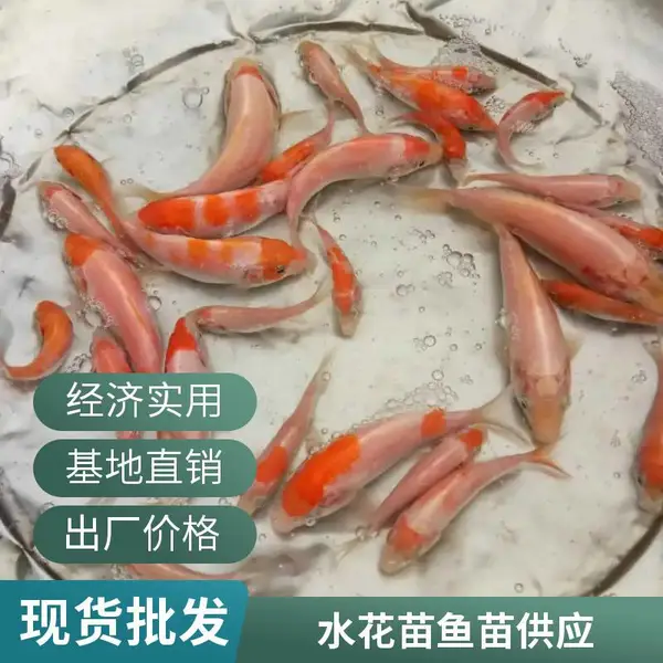 找山西大同朔州观赏鱼苗锦鲤鱼苗养殖场 批发优质红白锦鲤苗