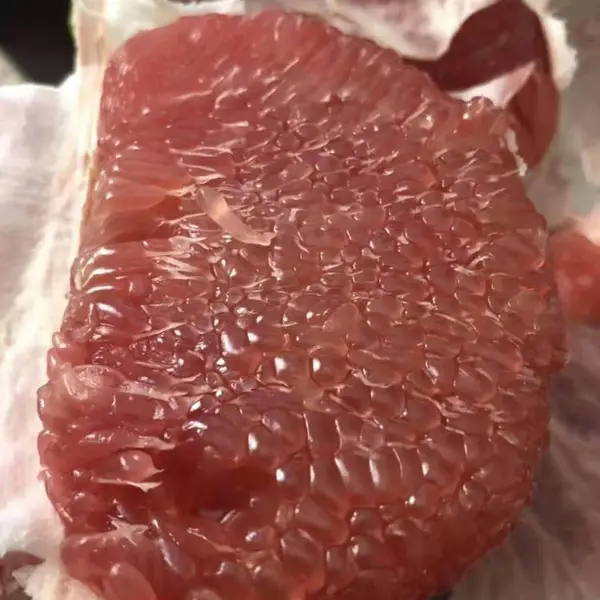 海南水晶青柚苗出售/泰国水晶青柚苗哪里有/1年苗多少钱一株