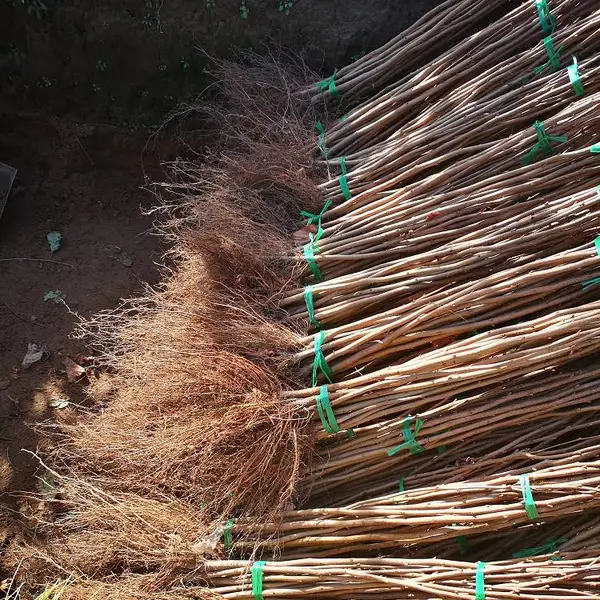 东北耐寒大果榛子树苗