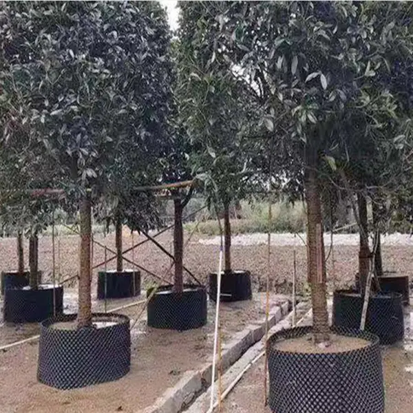 ���Ի�����ľ��������ظ����� ��30cm���Ͽظ��� ��ľ����Χ��