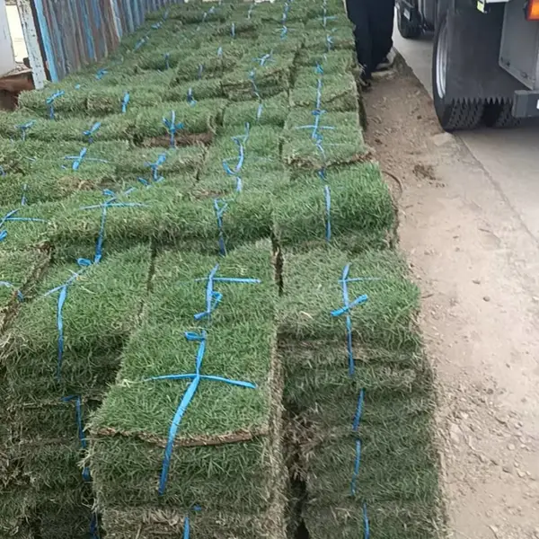 工程专用绿化草皮 四季常青草坪 市政园林别墅绿化草皮厂家