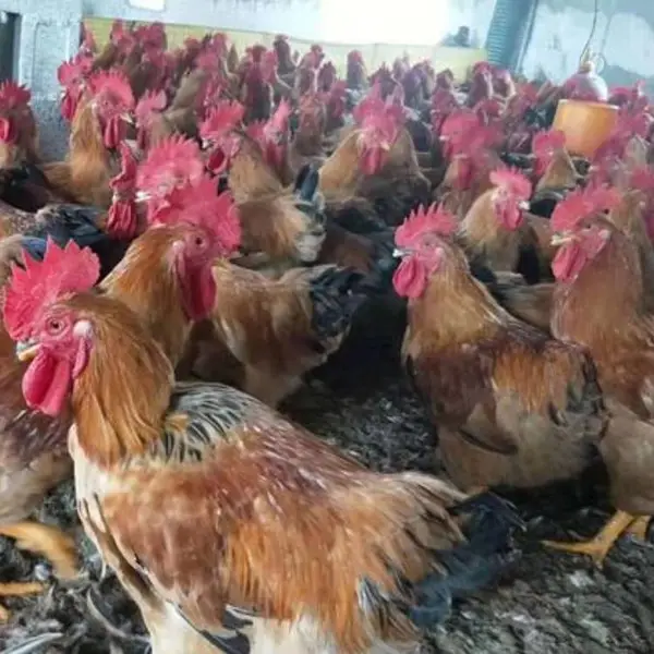 贵州K9麻黄鸡苗批发 贵阳882肉鸡苗厂家 铁脚麻肉鸡苗供应 安顺新广麻鸡苗