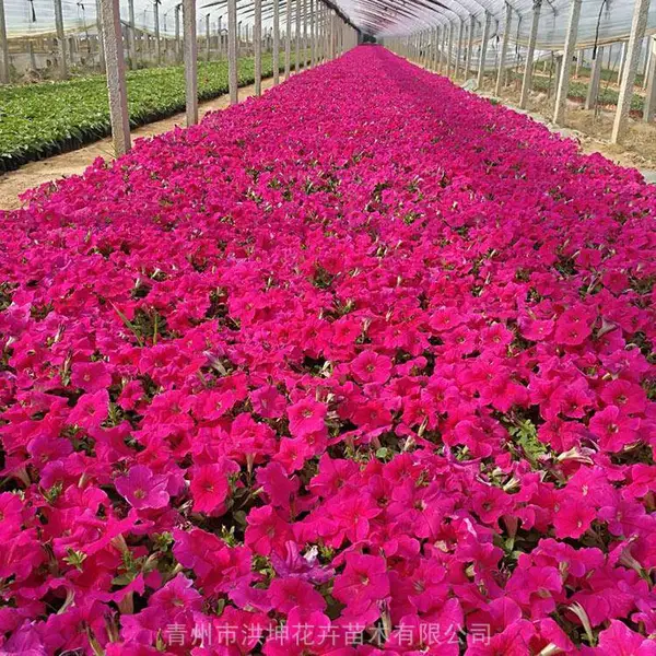 矮牵牛 盆栽 规格全 花色多 花期长地栽大小杯苗小区庭院公园种植花卉