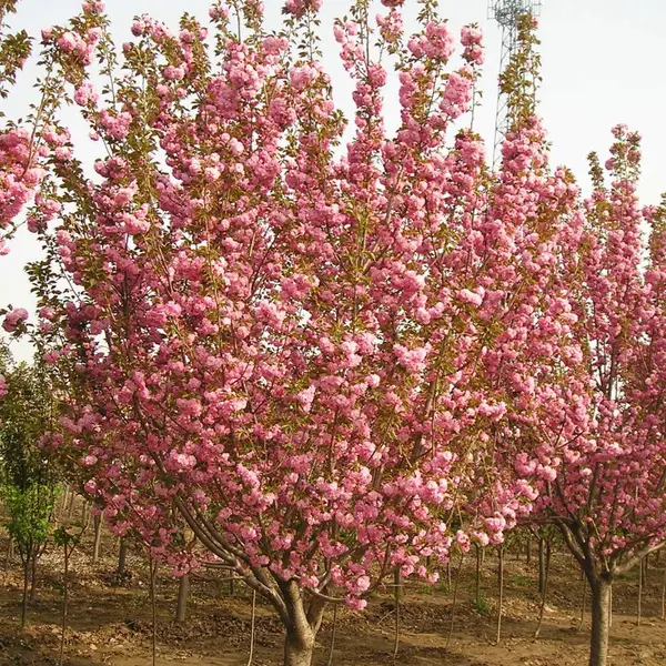 日本晚樱重品种松月樱花树 日本松月樱花花梗细长