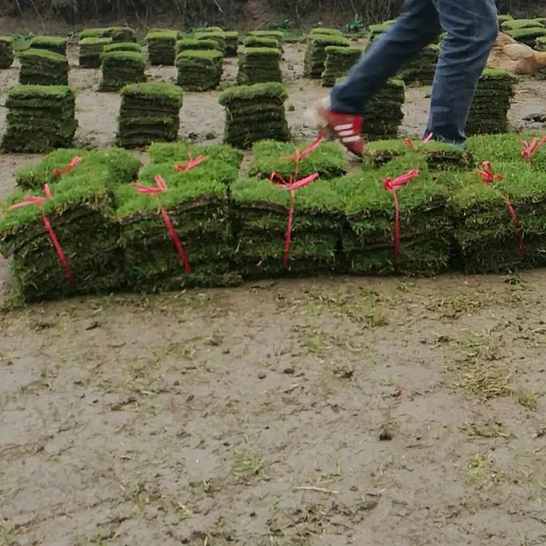 马尼拉草皮 宜宾城市绿地绿化用的工程草皮***格 哪家好