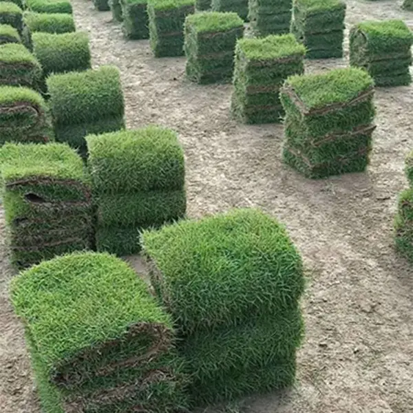 供应马尼拉草皮,郴州马尼拉草皮价格、