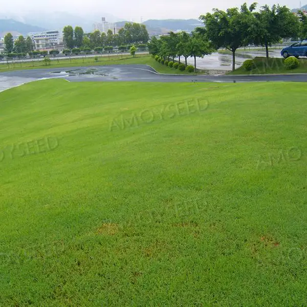 福建厦门花草种子公司-批发零售-花海种子(狗牙根边坡绿化草坪种子)
