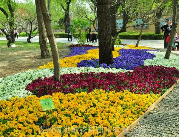 园林绿化工程苗 基地供货 宿根地被草花 景区绿化 花坛花卉品种
