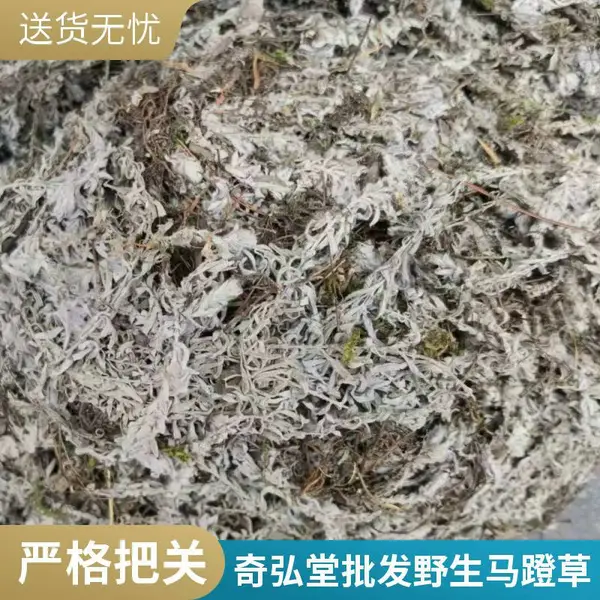 奇弘堂马蹬草批发 过桥草 鹿茸草 含量高效果好 全国发货