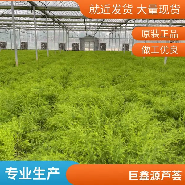 北京顺义鑫航育 6 号芦笋种子 无性系杂交一代 潮白河流域适配种籽直供