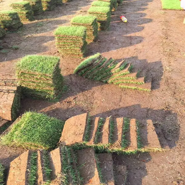马尼拉草皮 龙岩马尼拉草坪 草皮种类