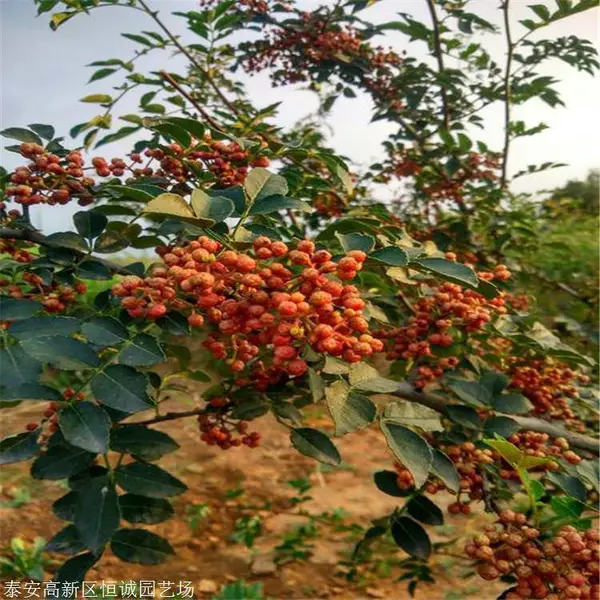 �޴̻���������������Ӧ�۸�����ľ