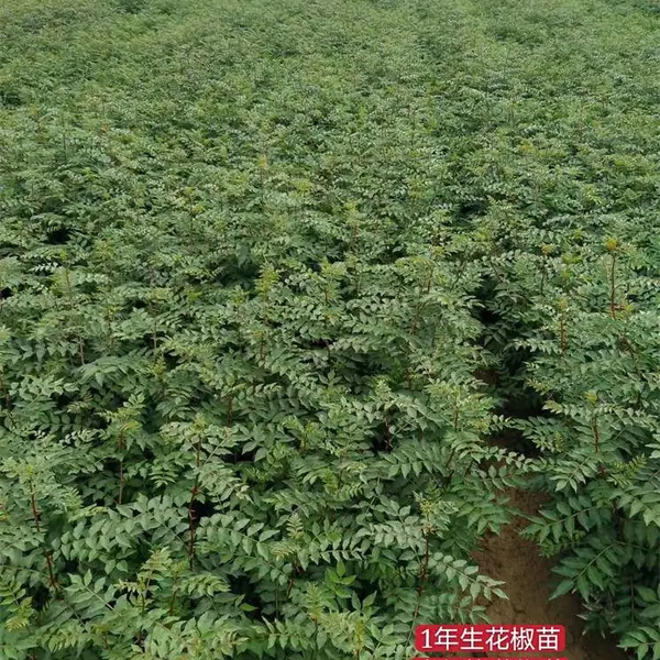一年生花椒苗品种+种植几年结果+大红袍花椒苗移栽时间