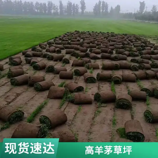 家庭花园设计铺装家庭庭院绿化户外混播草坪户外草坪铺装通州