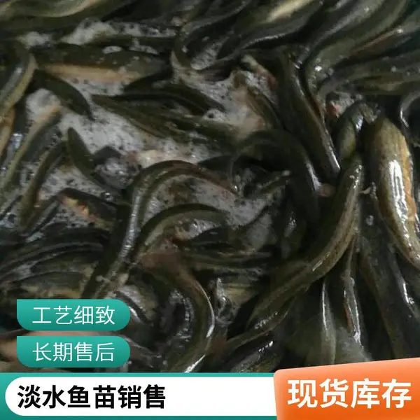供应1-3厘米乌鱼苗泥鳅苗 山东泰安本地黑鱼苗泥鳅鱼苗养殖场基地