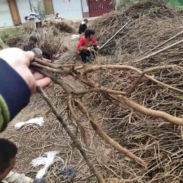 牡丹皮种苗栽培种植 免费提供技术上门指导