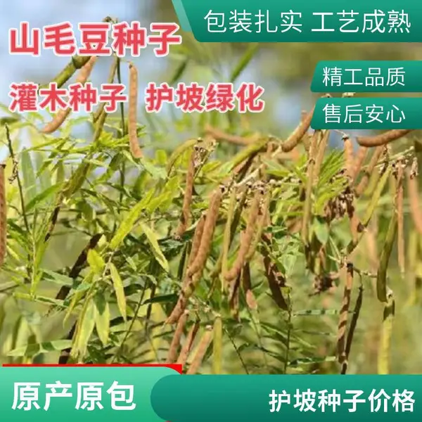 旷野山坡草地护坡 灌木种子山毛豆 绿化植物质量***耐旱力强
