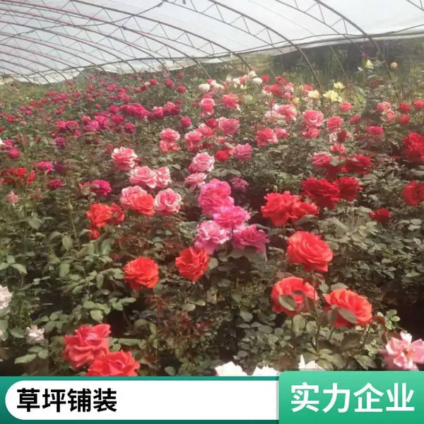 早熟禾草坪别墅私家花园设计别墅花园设计户外草坪铺装批发铺装朝阳