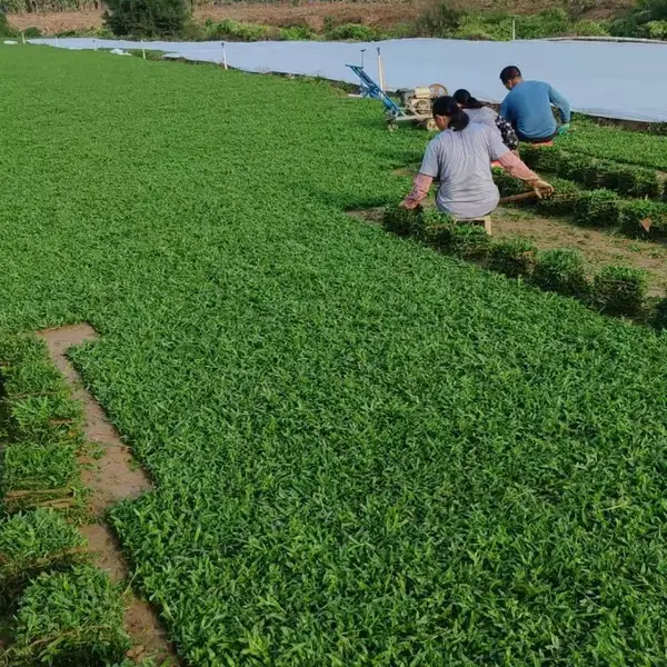 草坪基地直供 马尼拉 兰引三号 大叶油草批发 园林绿化草坪