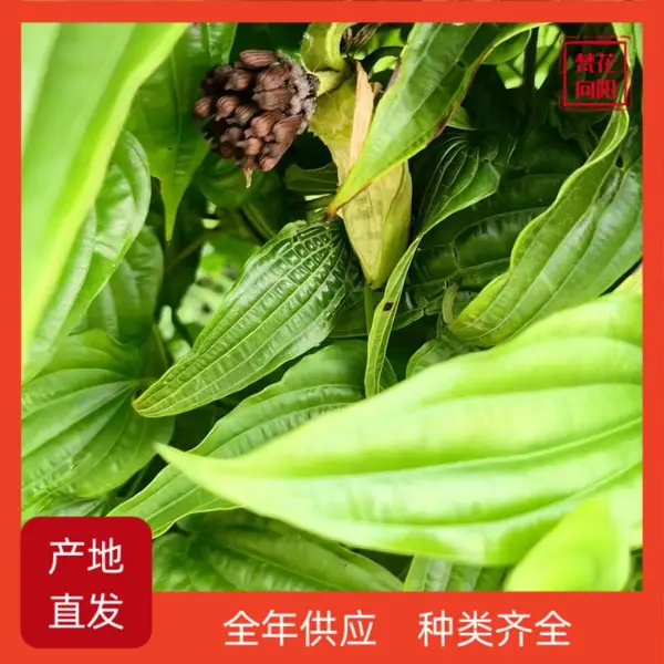 �ٲ����� ��Ҷ��ײ� ��ֲ����ֱ�� �ṩ��ֲ����