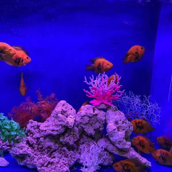 ��Ҫ�������ĺ���չ��ȥ��������������ṩȫ�׷���