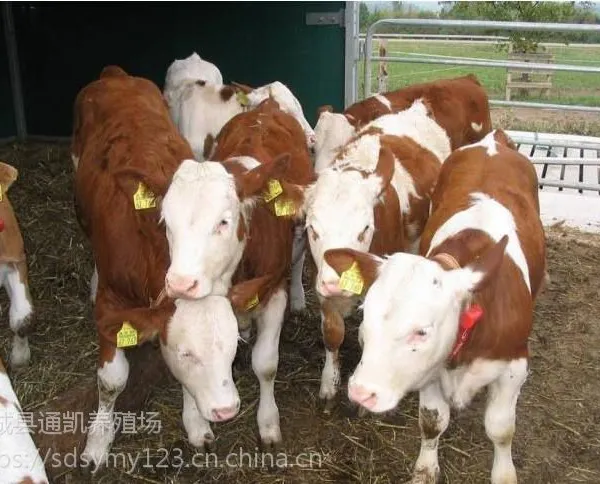 300斤黄白花肉牛犊价格 促销鲁西黄牛种牛 纯种西门塔尔肉牛养殖场