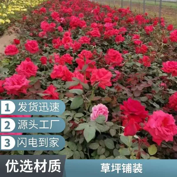房山别墅私家花园设计混播草坪施工铺装园林景观设计户外草坪铺装